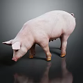 Realistic Pink Pig Standing on Black Background with Clear Visible Reflection 3d model