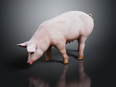 Realistic Pink Pig Standing on Black Background with Clear Visible Reflection 3d model