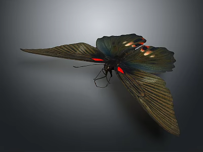 Dark Colored Butterfly With Spread Wings And Red Orange Spots On Gray Background 3d model