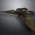Dark Colored Butterfly With Spread Wings And Red Orange Spots On Gray Background