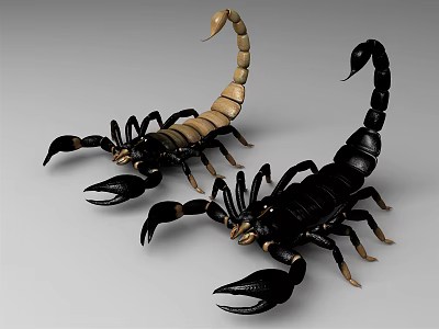 Two Black and Brown Scorpions with Curled Tails and Sharp Claws 3d model