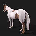 Brown And White Spotted Horse 3D Model Standing On Black Background 3d model