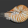 Modern Nautilus Shell Sea Shell Seafoil 3d model