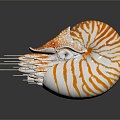 Modern Nautilus Shell Sea Shell Seafoil 3d model