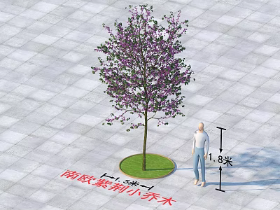 Southern European Redbud Small Tree on Green Circular Base with Square Paving Tiles and Human 3d model
