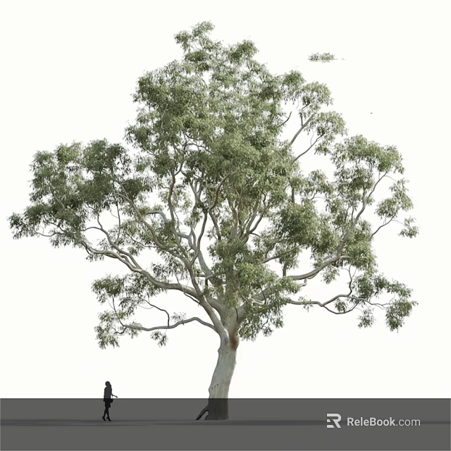 Tall Arbor With Lush Green Foliage And White Trunk Person Standing Below 3d model 