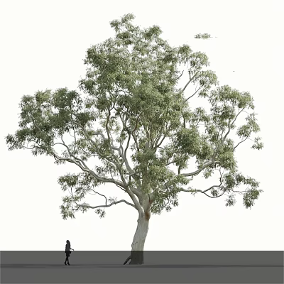 Tall Arbor With Lush Green Foliage And White Trunk Person Standing Below 3d model