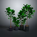Four Green Potted Plants of Different Heights with Various Colored Pots on Dark Background