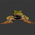 Vibrant Yellow Frog with Orange Feet on Glossy Black Surface and Reflective Shadow