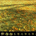Blooming Flowers and Seasonal Grass Changes in Spring and Summer Scenery