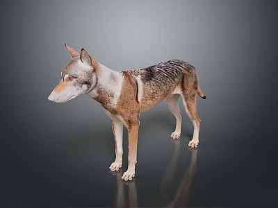 Wolf Dog With Brown White Black Fur In Standing Pose Against Gray Background And Reflective Floor 3d model