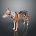 Wolf Dog With Brown White Black Fur In Standing Pose Against Gray Background And Reflective Floor