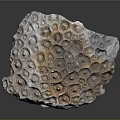 Natural Wood Stone with Intricate Surface Patterns and Earthy Color Tones