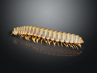 Millipede With Yellow And Brown Stripes And Many Legs On Black Background With Reflection 3d model