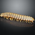 Millipede With Yellow And Brown Stripes And Many Legs On Black Background With Reflection