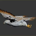 Flying Eagle With Orange And White Feathers Spread Wings In Flight 3d model