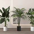 Bonsai Potted Plants With Green Leafy Varieties In White Black Pots Wabi Sabi Indoor Decor