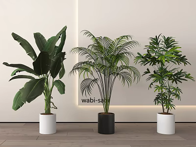 Bonsai Potted Plants With Green Leafy Varieties In White Black Pots Wabi Sabi Indoor Decor 3d model