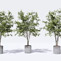 Three Decorative Potted Plants in Gray Cylindrical Pots on White Background