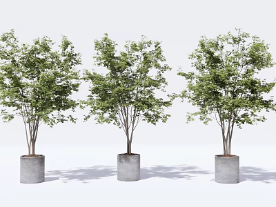 Three Decorative Potted Plants in Gray Cylindrical Pots on White Background 3d model