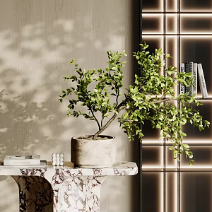 bonsai green plant books 3d model