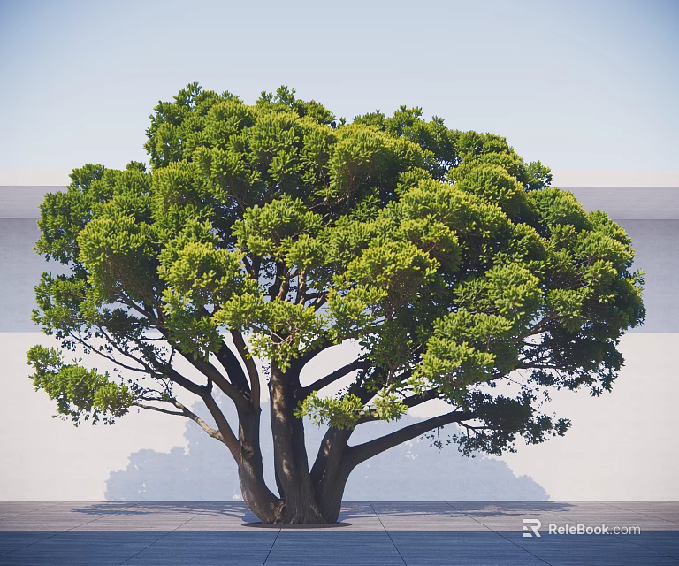 Arbor With Lush Green Canopy And Thick Trunk Against White Wall And Gray Ground 3d model 