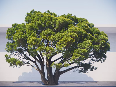 Arbor With Lush Green Canopy And Thick Trunk Against White Wall And Gray Ground 3d model