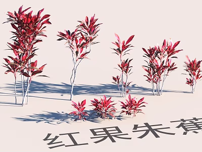 Ornamental Red Fruit Cordyline Plants in Garden Landscape with Colorful Foliage 3d model
