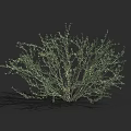 Green Leafy Bush With Dense Branches Ideal For Garden Landscaping Projects 3d model