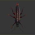 Brown and Black Cockroach With Long Antennae and Legs on Gray Background