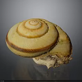 Snail Shell Organ With Natural Fibrous Texture And Spiral Brown Stripes