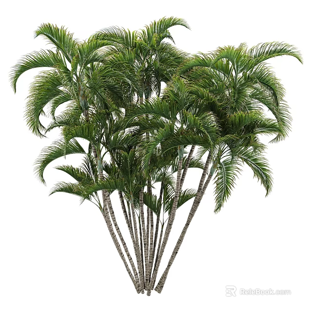 Tall Palm Trees With Lush Green Fronds And Slender Trunks In Natural Environment 3d model 