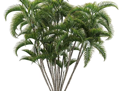 Tall Palm Trees With Lush Green Fronds And Slender Trunks In Natural Environment 3d model