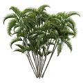 Tall Palm Trees With Lush Green Fronds And Slender Trunks In Natural Environment