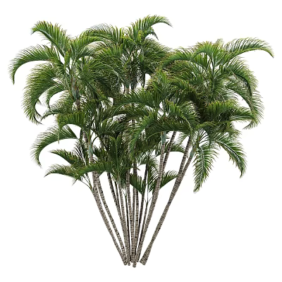Tall Palm Trees With Lush Green Fronds And Slender Trunks In Natural Environment 3d model