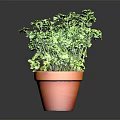 Vibrant Lush Green Leafy Plant in Terracotta Pot on Dark Background