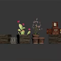 Blooming Cactus And Orchid Plants In Wooden Planters And Open Wooden Boxes