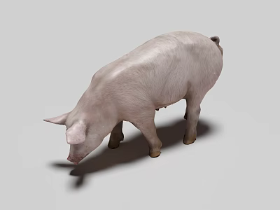 White Reptile Lizard Standing On Gray Background With Shadow And Head Down 3d model