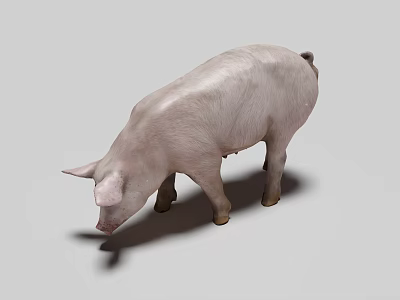 White Reptile Lizard Standing On Gray Background With Shadow And Head Down 3d model