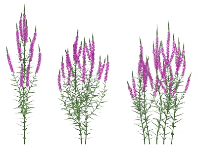 Three Clusters of Purple Flowers with Green Stems and Leaves 3d model