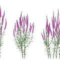 Three Clusters of Purple Flowers with Green Stems and Leaves