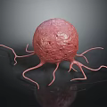 3D Rendered Organ Structure With Hair Like Projections And Red Spherical Body