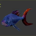 Vibrant Colorful Fish With Blue Body Red And Purple Fins On Gray Background