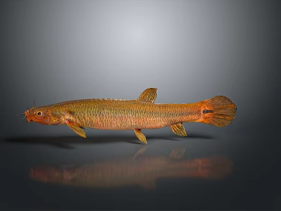 Golden Orange Aquatic Fish With Shiny Body Fins And Tail On Gray Background 3d model