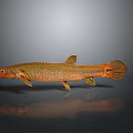 Golden Orange Aquatic Fish With Shiny Body Fins And Tail On Gray Background