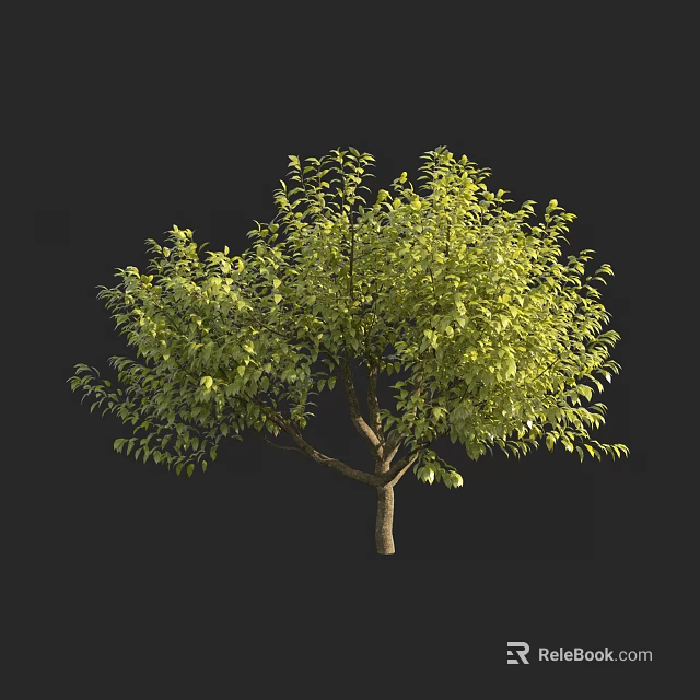 Green Leafy Tree With Full Canopy And Brown Trunk On Dark Background 3d model 