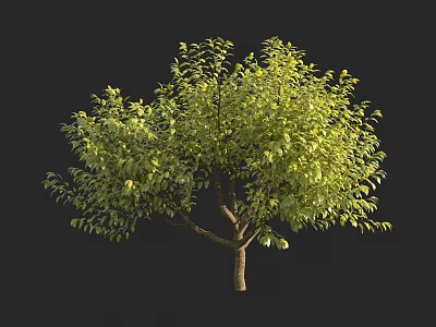 Green Leafy Tree With Full Canopy And Brown Trunk On Dark Background 3d model