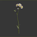 Three White Petal Yellow Center Daisies With Green Stem And Leaves