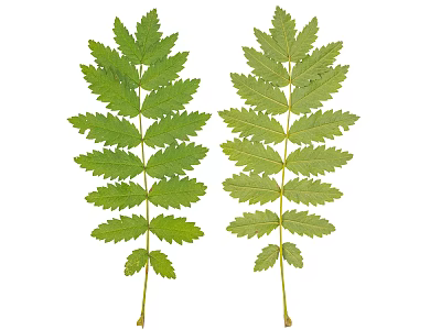 Two Fresh Green Compound Leaves With Detailed Structure Isolated On White 3d model