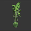 Tall Green Potted Plant with Slender Stems and Lush Green Leaves in Gray Pot